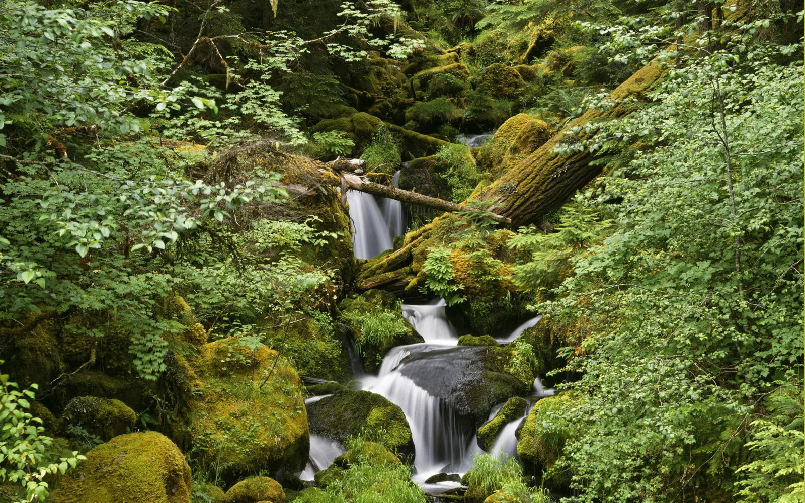 A serene forest scene with a stream flowing over moss-covered boulders and fallen trees.