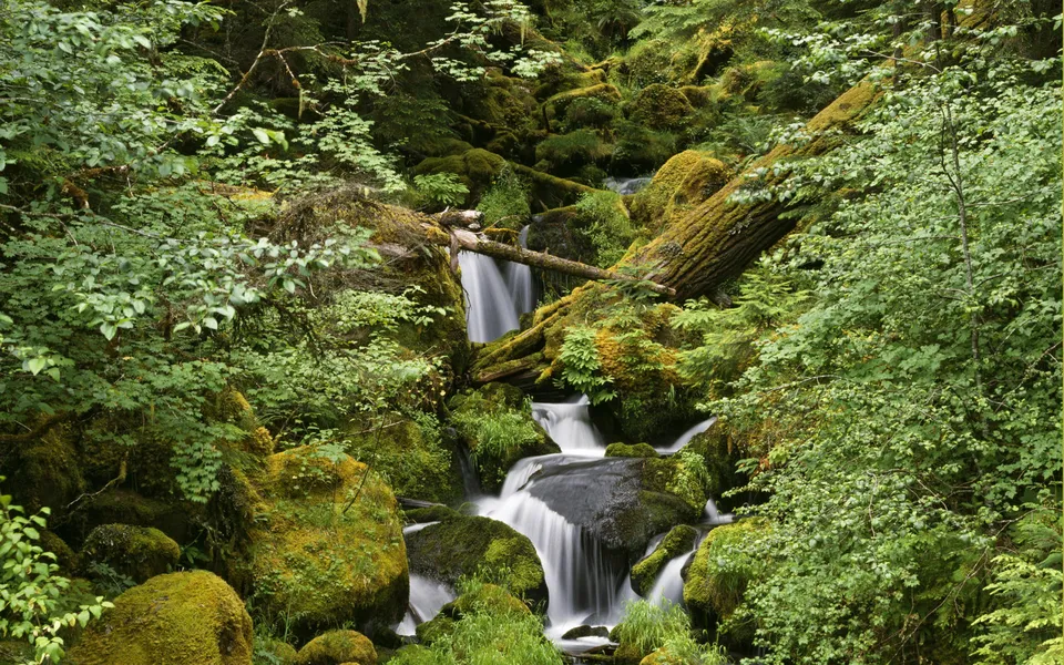 A serene forest scene with a stream flowing over moss-covered boulders and fallen trees.