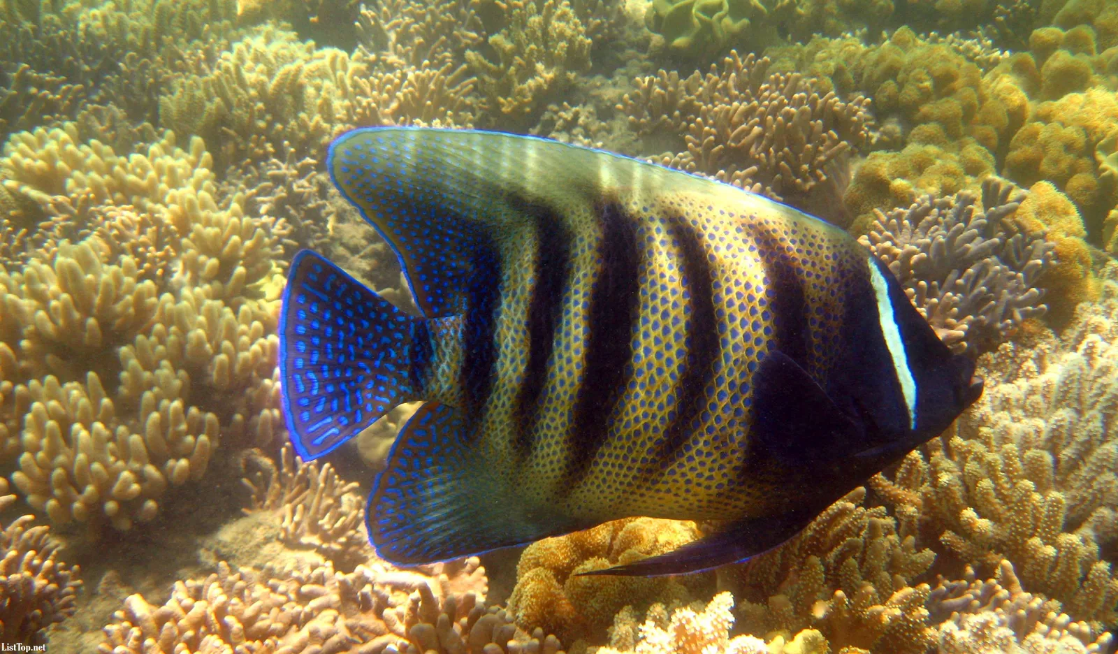 A striped angelfish swims through a coral reef illuminated by natural light.
