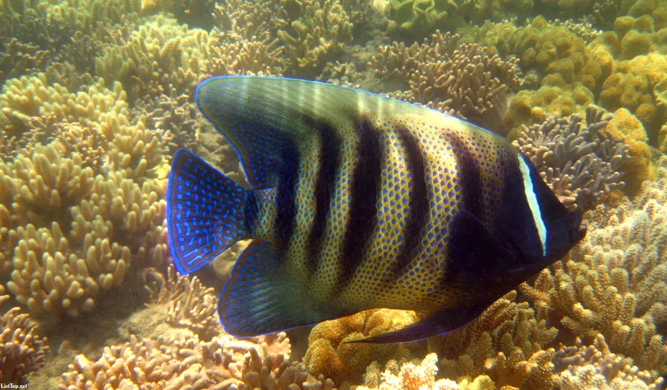 A striped angelfish swims through a coral reef illuminated by natural light.
