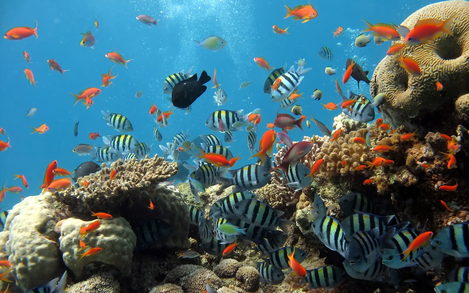 A variety of striped fish swim through a vibrant coral reef.