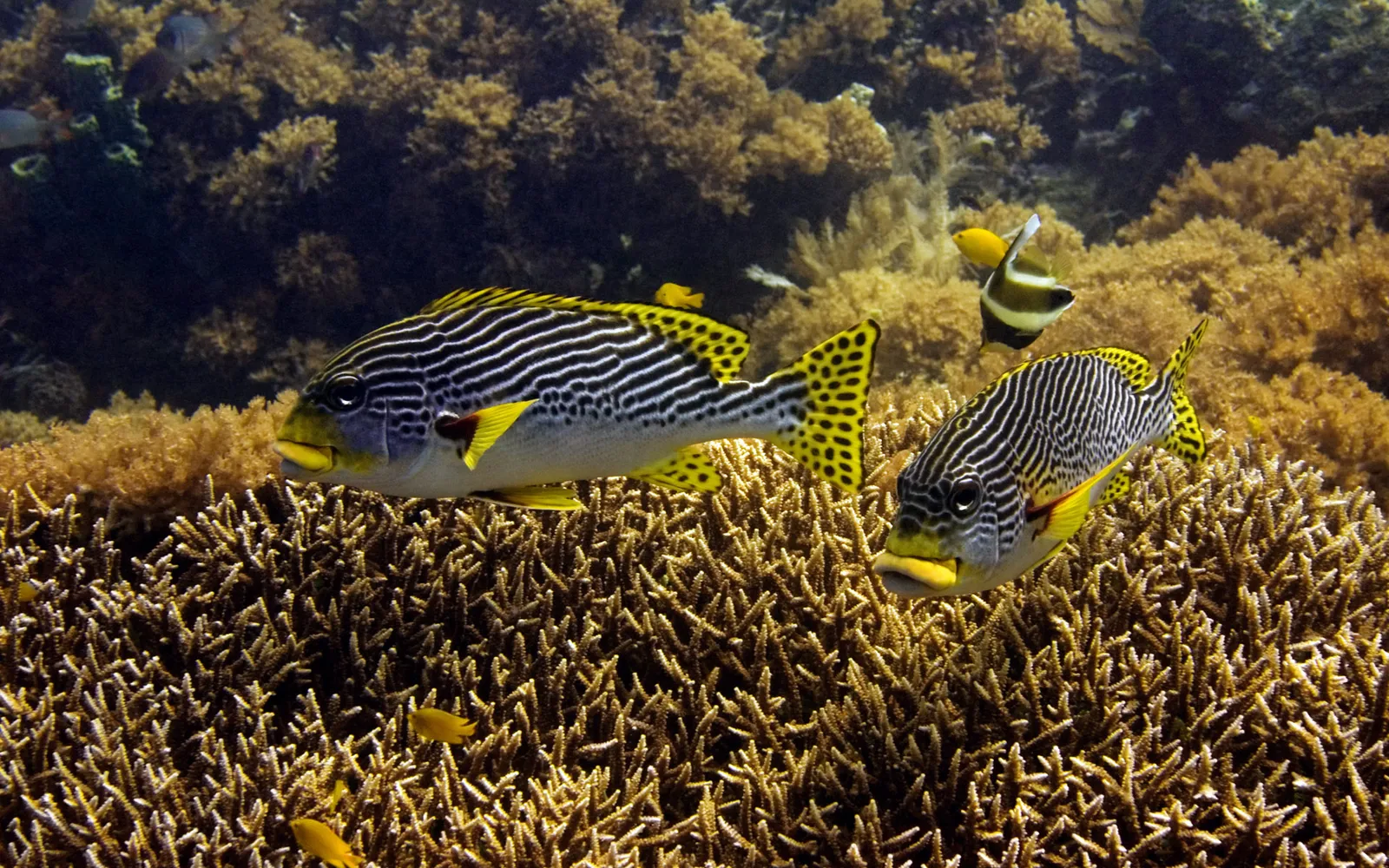 Two striking fish with black stripes and yellow accents swim through a vibrant coral reef.
