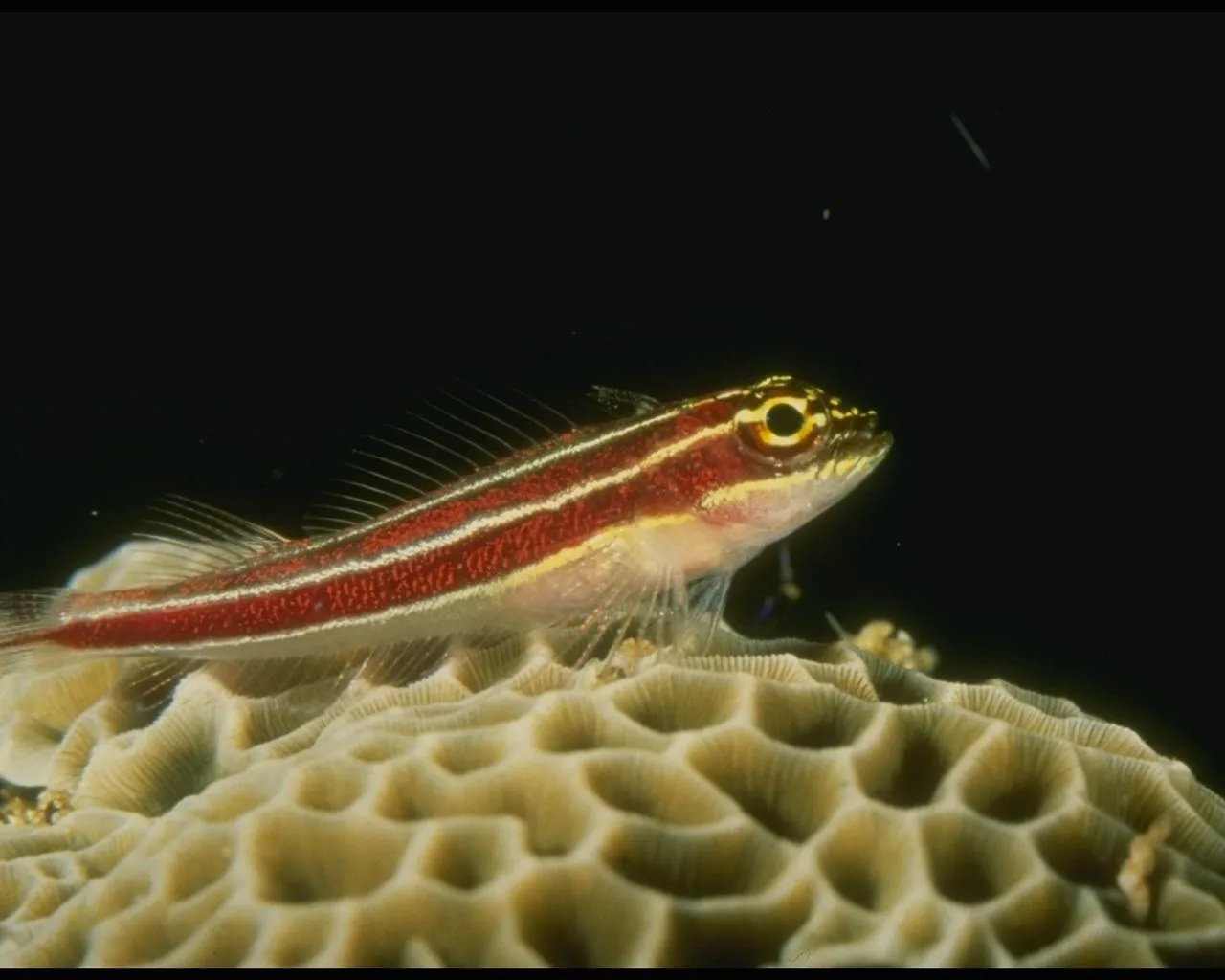A small fish with red and white stripes rests on a textured coral formation against a dark background.