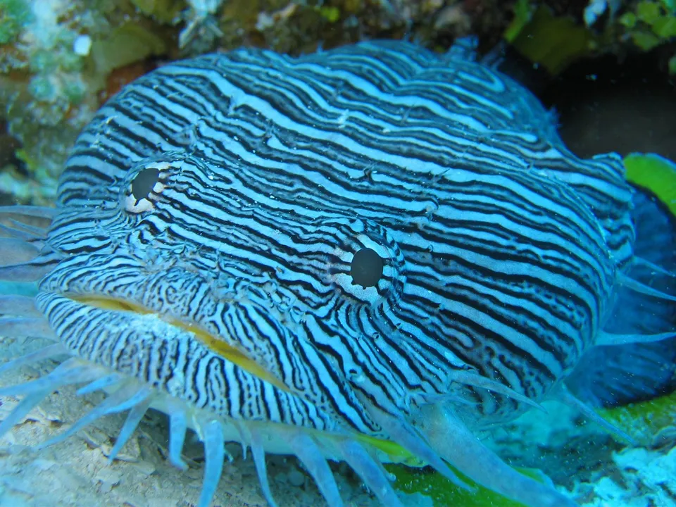 A close-up view of a fish with black and blue stripes, showing its eyes and mouth.