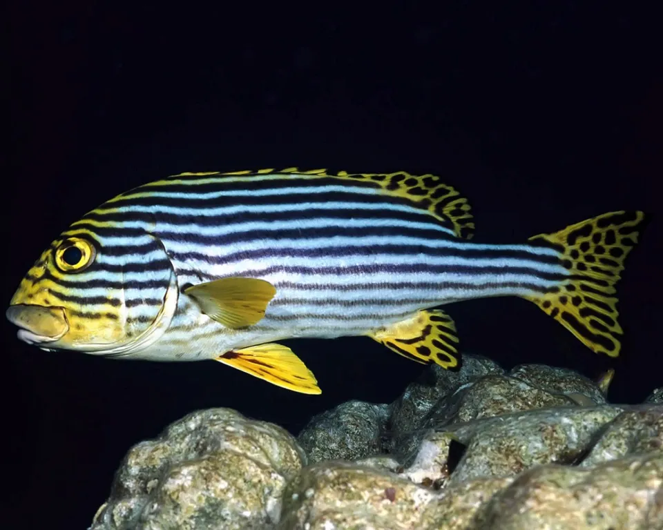 A colorful fish with black and blue stripes and yellow fins swims in dark water near rocks.