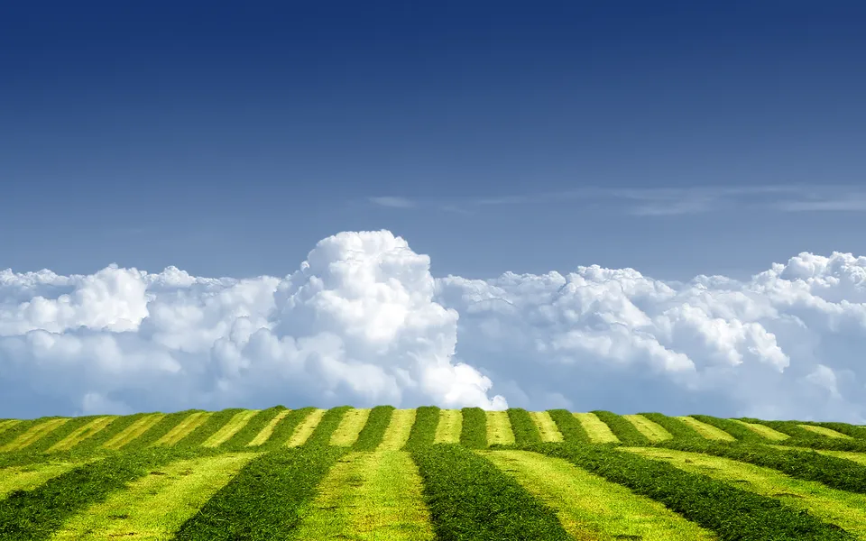 A mown green field with distinct stripes stretches towards a horizon of fluffy white clouds under a deep blue sky.