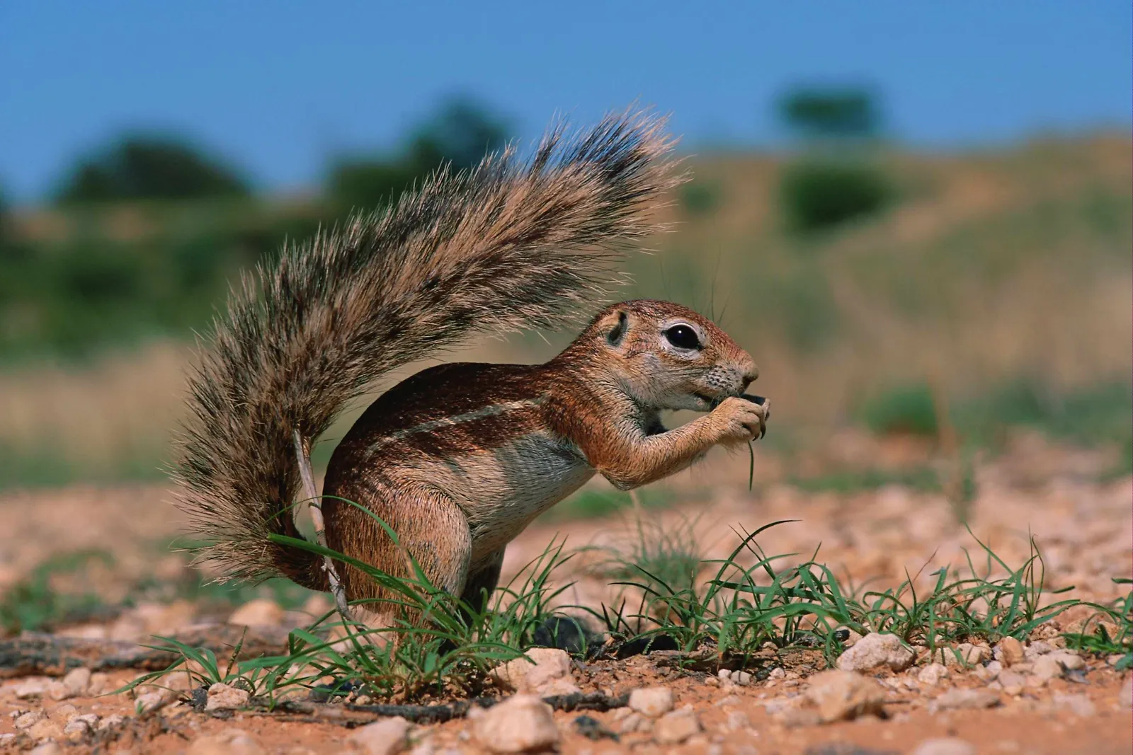 A striped ground squirrel sits on dry ground, holding a seed in its paws and eating it.