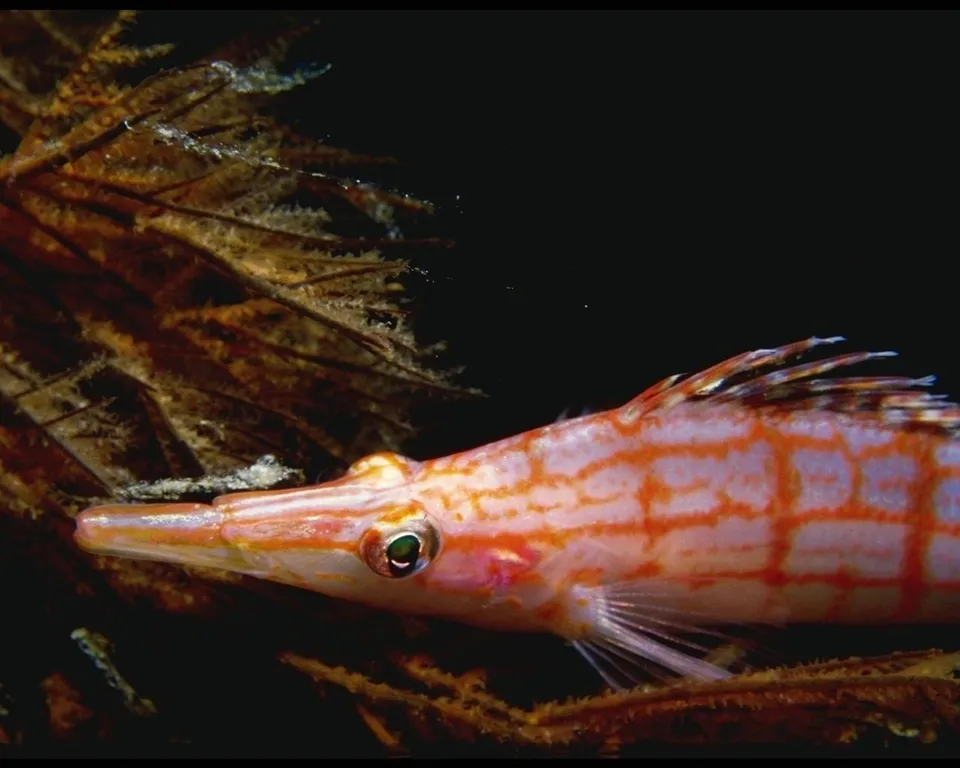 A slender, orange and white striped fish with a long snout swims near brown underwater vegetation.