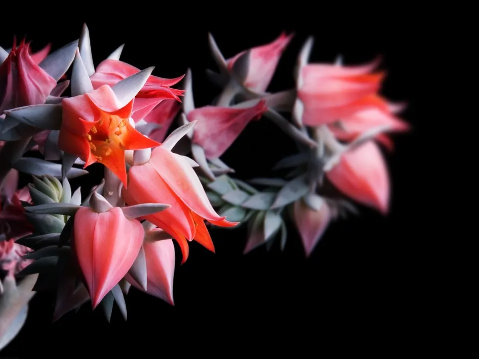 Close-up of delicate pink succulent flowers with pointed petals and orange centers against a black background.