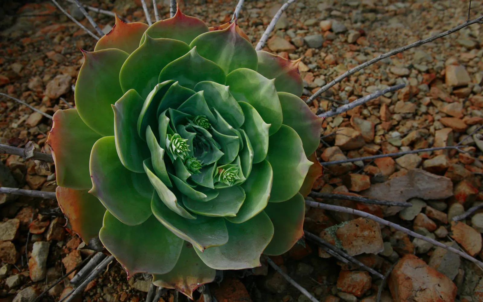 A detailed close-up of a green succulent plant with layered leaves and small buds in the center, surrounded by dry twigs and rocky soil.