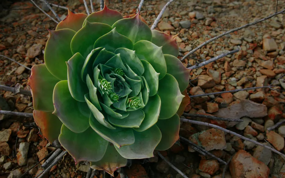 A detailed close-up of a green succulent plant with layered leaves and small buds in the center, surrounded by dry twigs and rocky soil.