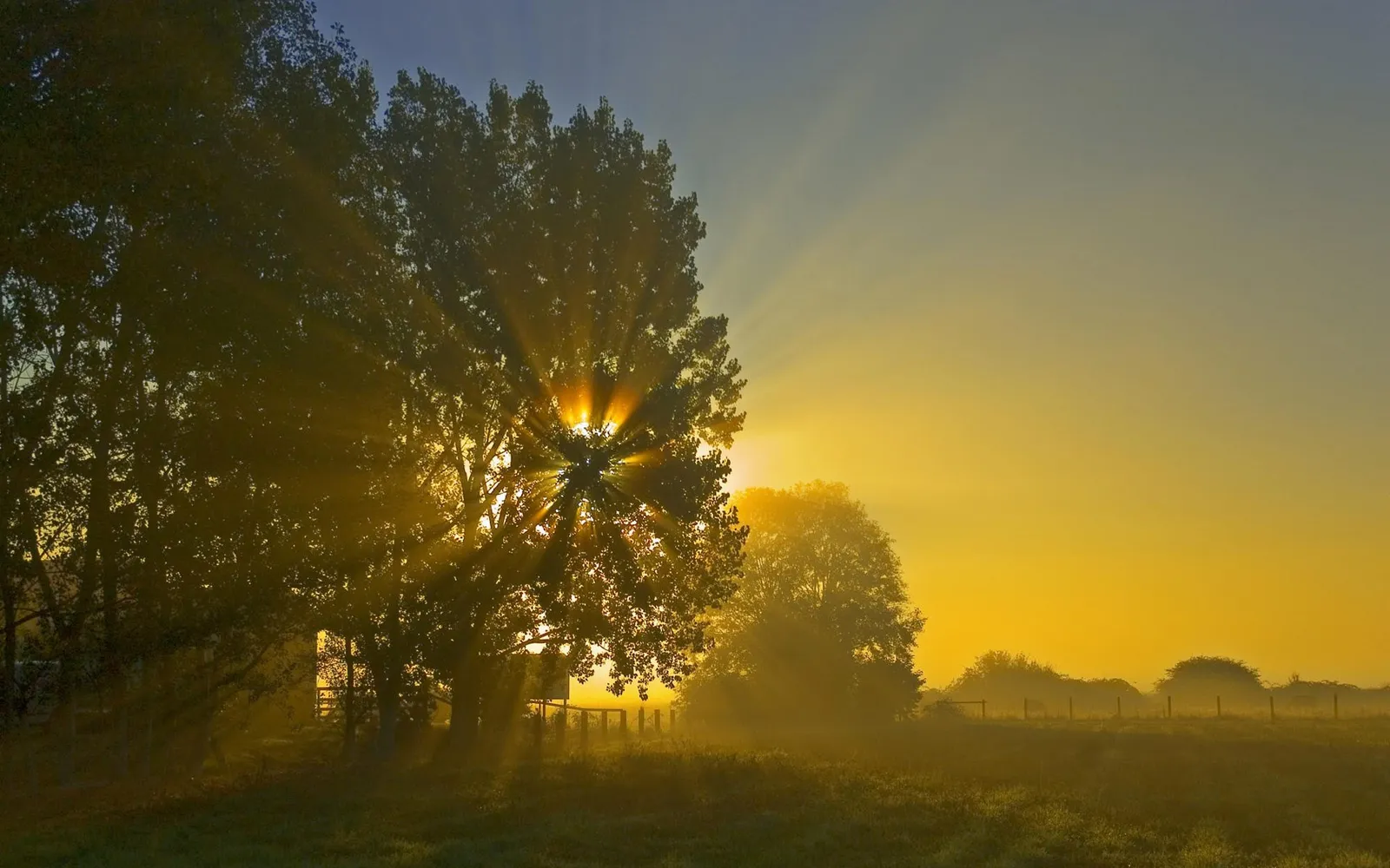 Sun rays burst through trees during a foggy sunrise.