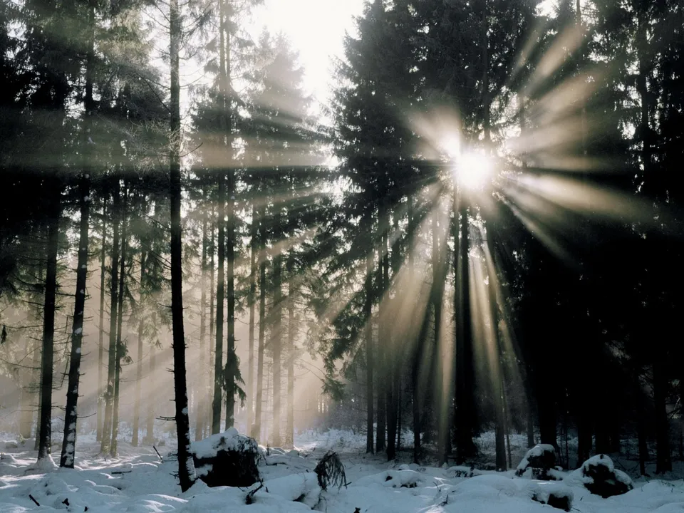 Sunbeams pierce the dense evergreen canopy, casting long shadows on a snowy forest floor.