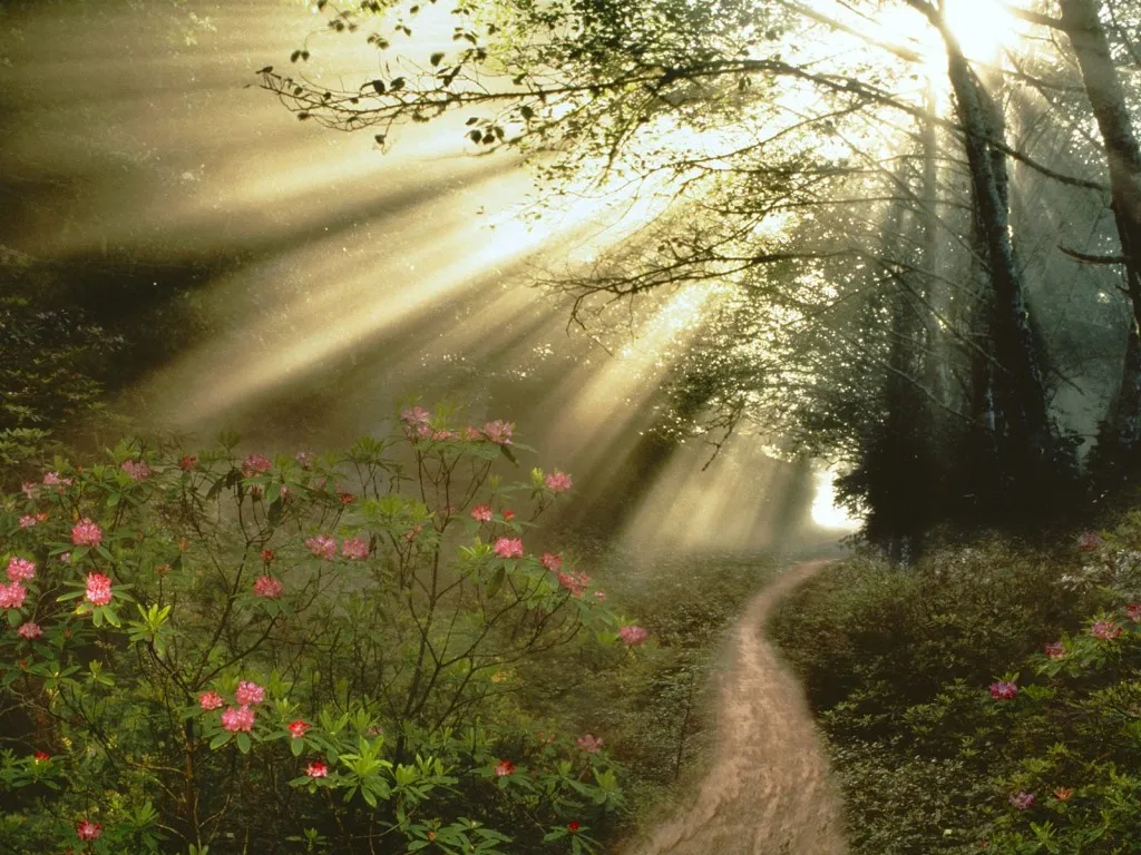 Sunbeams stream through trees onto a winding dirt path in a lush forest with pink flowers.