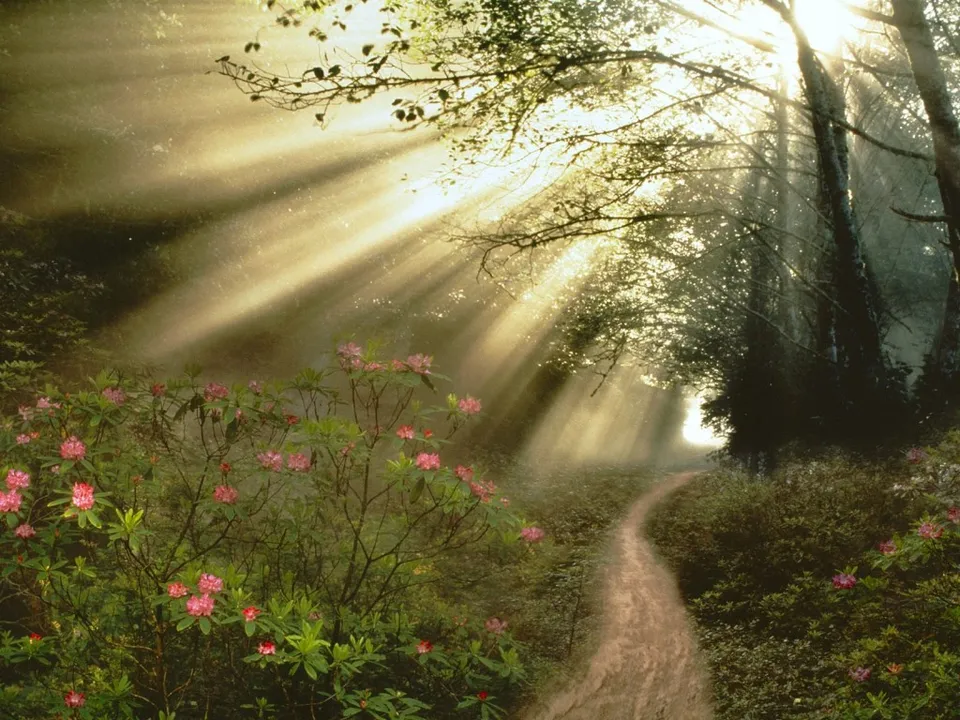 Sunbeams stream through trees onto a winding dirt path in a lush forest with pink flowers.