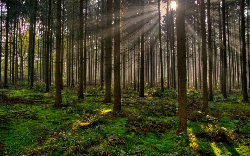 Sunbeams stream through the canopy of a dense forest, illuminating a moss-covered forest floor.