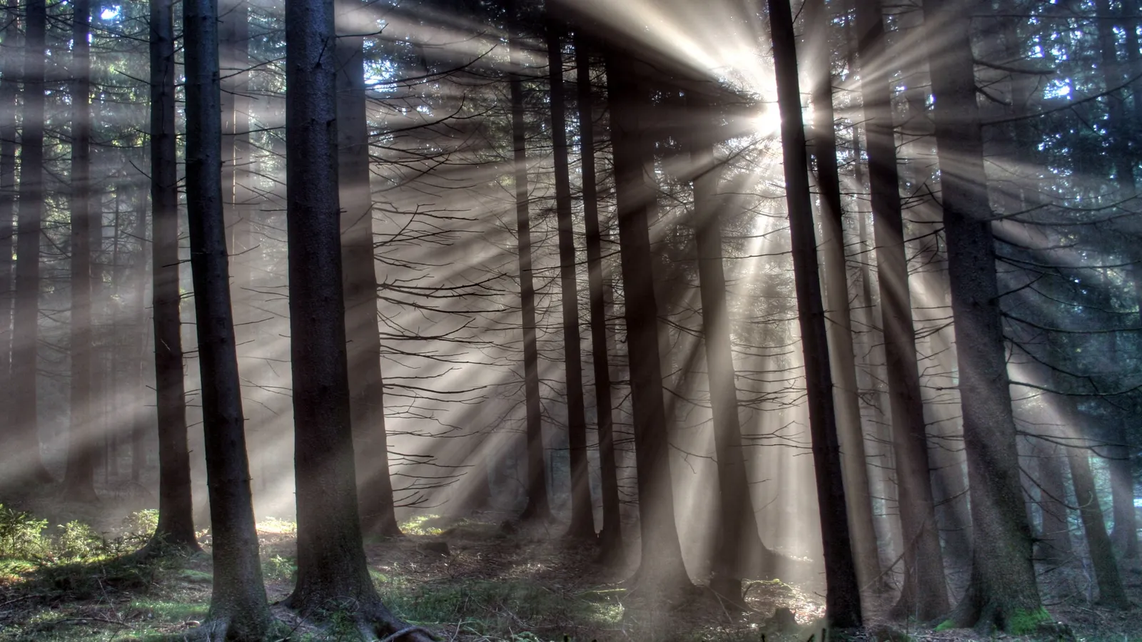 Sunbeams radiate through the tall trees of a misty forest.