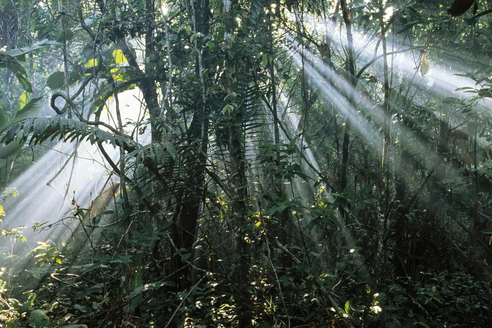 Sunbeams stream through the dense foliage of a lush, green jungle.