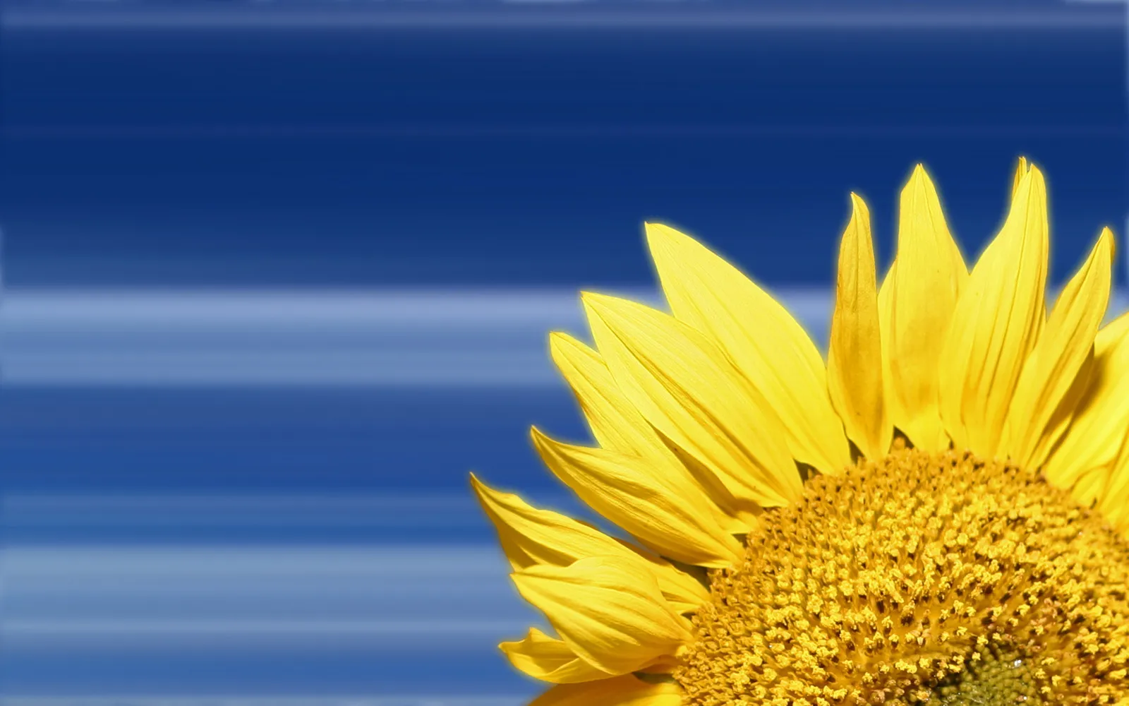 A close-up of a bright yellow sunflower with its petals facing the right against a blurred blue background.