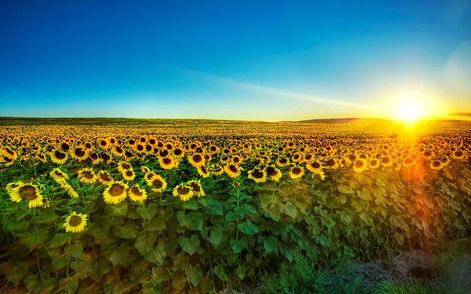 A vast field of sunflowers bathed in the golden light of a sunrise.