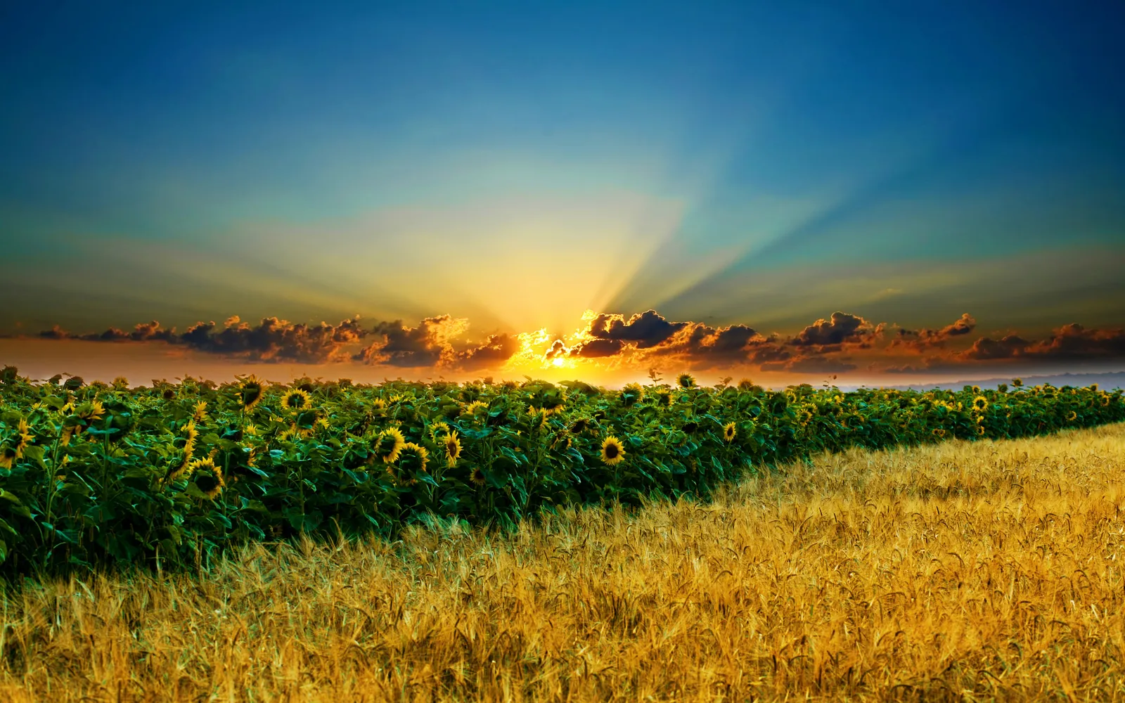 A field of sunflowers and wheat under a dramatic sunrise sky with visible sun rays.