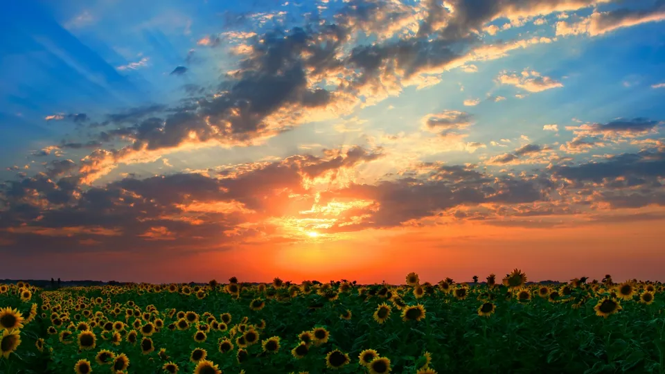 A wide field of sunflowers under a dramatic sunset sky with orange and blue clouds.