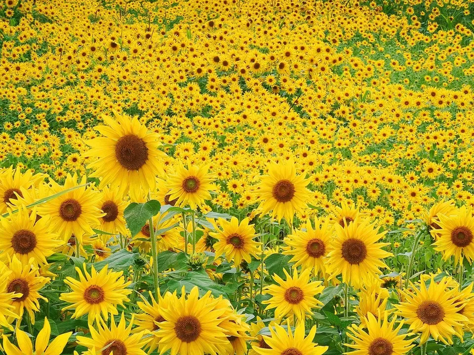 A dense field of bright yellow sunflowers stretches into the distance under a clear sky.