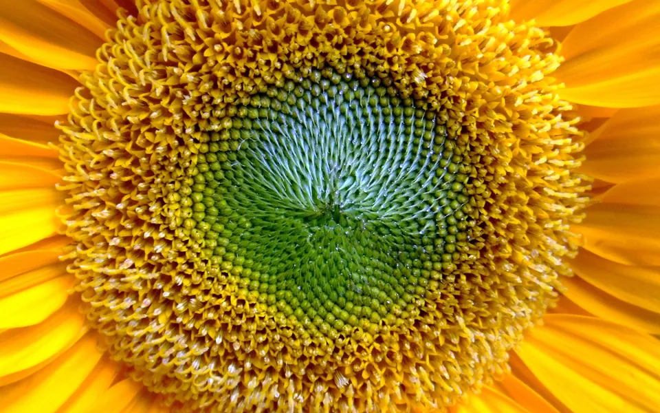 A close-up view of the intricate center of a sunflower, showing its green seeds and yellow petals.
