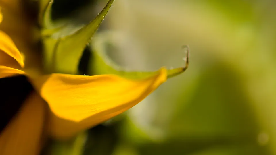 A close-up, macro shot of a bright yellow sunflower petal with green stem and blurred background.
