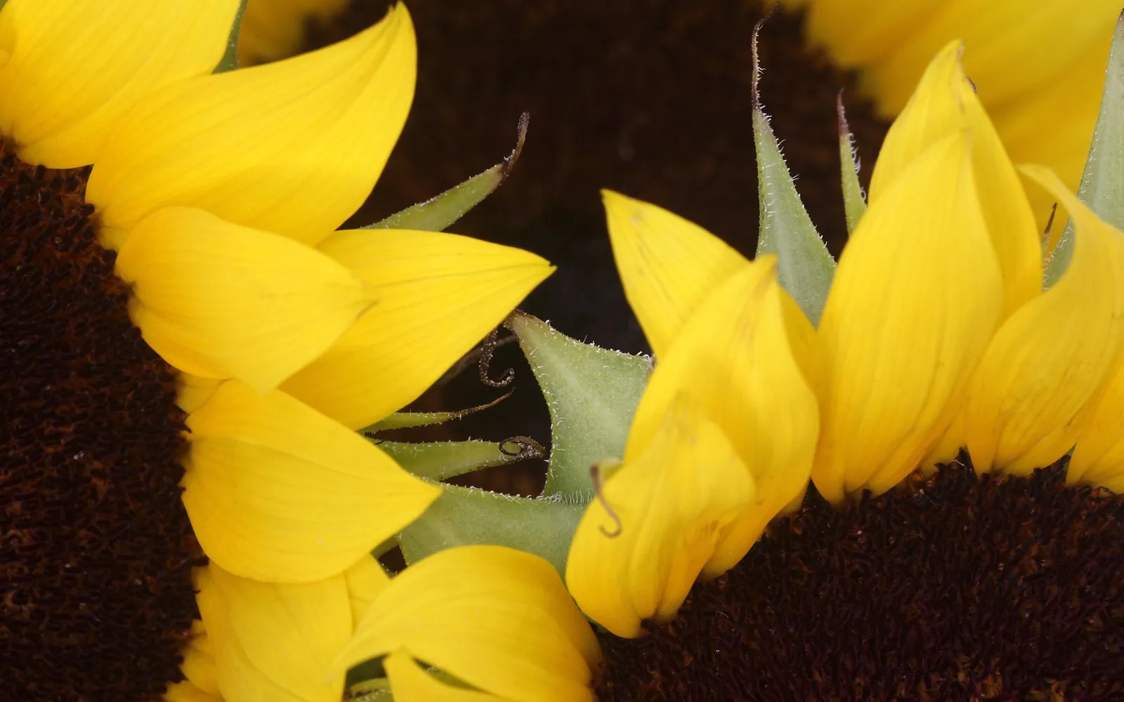 A close-up view of bright yellow sunflower petals and the dark center of the flower.