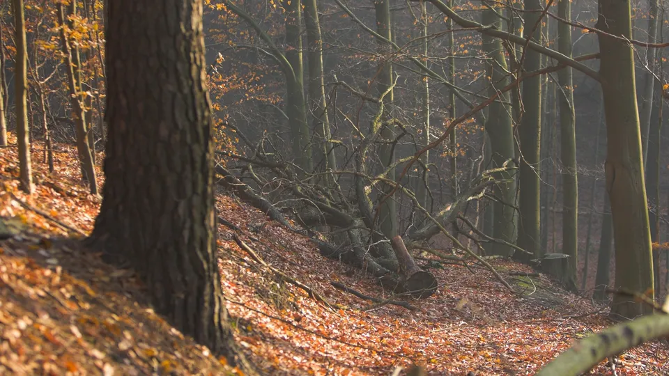 Sunlight streams through bare branches of trees in an autumn forest.