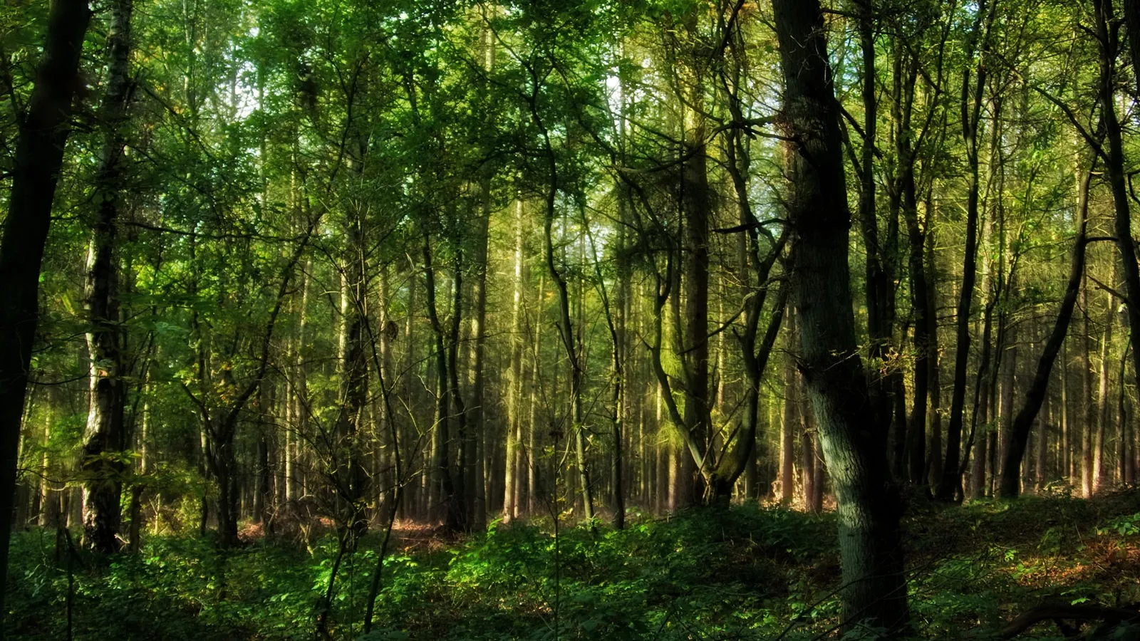 Sunlight streams through the dense green canopy of a forest, illuminating the undergrowth.