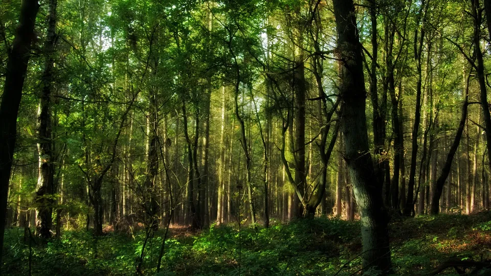 Sunlight streams through the dense green canopy of a forest, illuminating the undergrowth.
