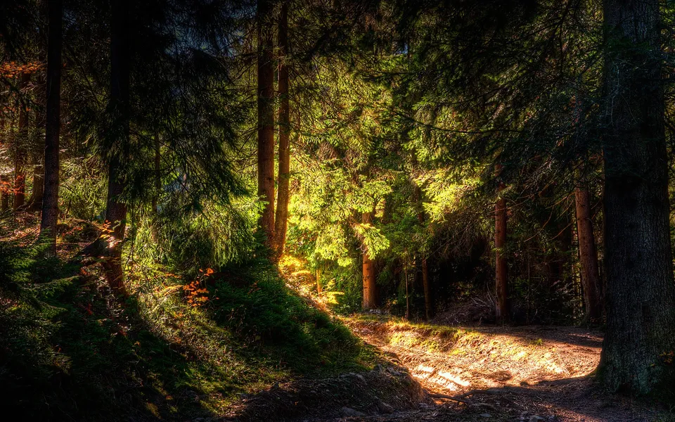 Sunlight streams through a dense forest canopy, illuminating a winding, moss-covered forest trail with golden light.