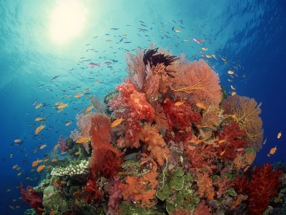 Sunlight streams through clear blue water, illuminating a vibrant coral reef teeming with small, colorful fish.