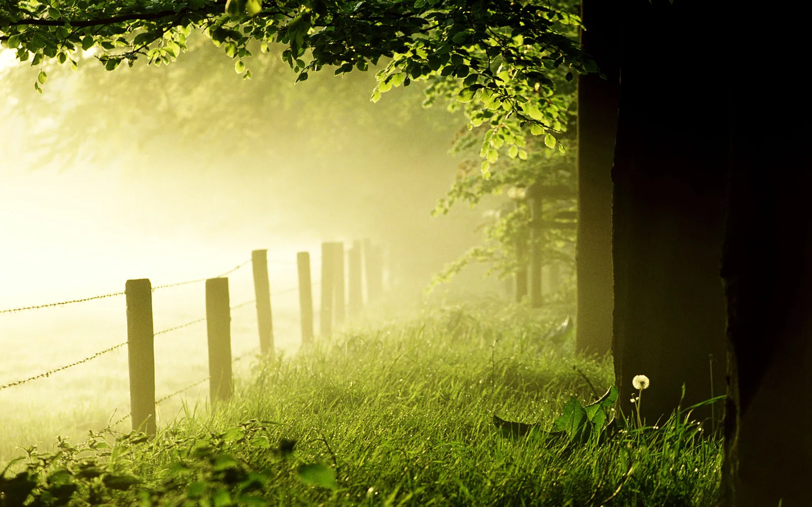 Sunlight filters through morning mist over a grassy field bordered by a barbed wire fence.