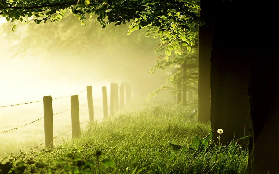 Sunlight filters through morning mist over a grassy field bordered by a barbed wire fence.