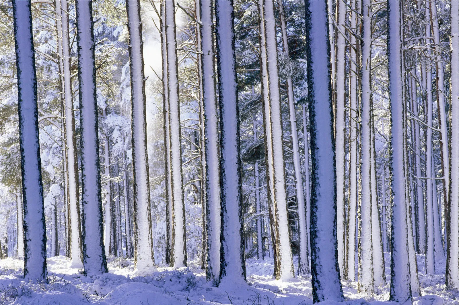 Sunlight shines through a dense forest of snow-covered pine trees, creating a serene winter atmosphere.