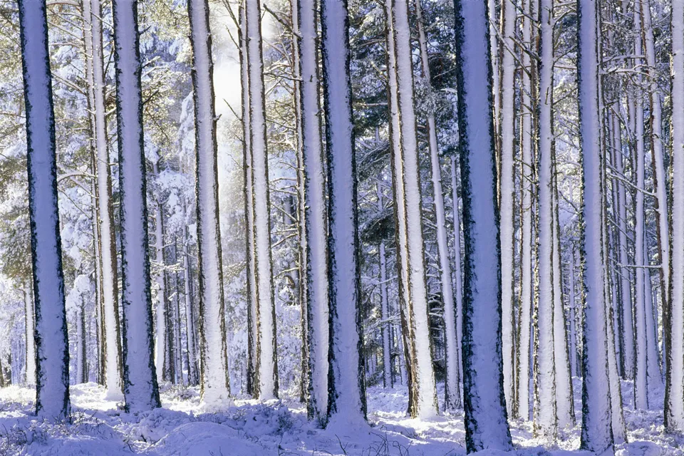 Sunlight shines through a dense forest of snow-covered pine trees, creating a serene winter atmosphere.
