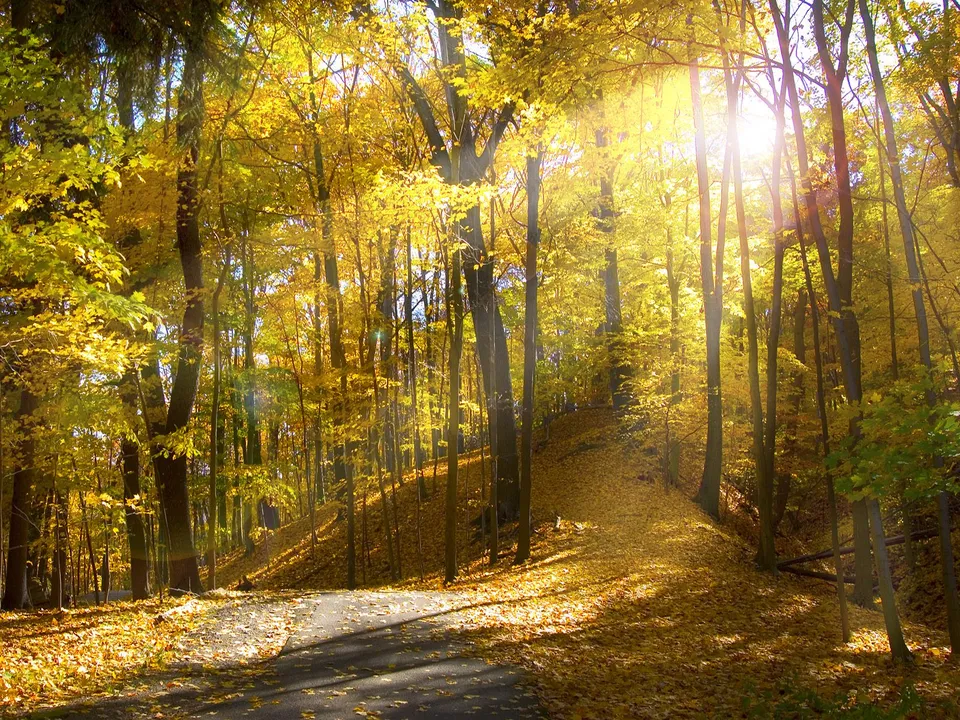 Sunlight streams through a forest canopy onto a path covered in golden leaves.