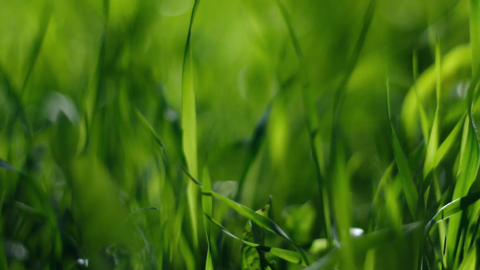 Sunlight illuminates the delicate textures of green grass blades with a soft, blurred background.