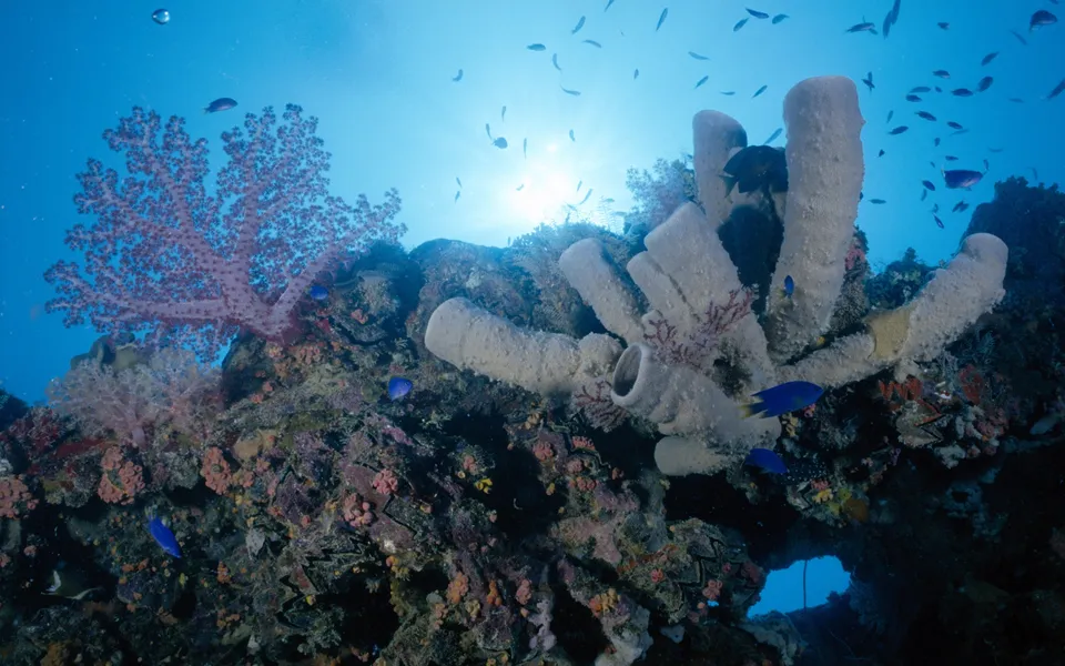 Sunlight filters through clear blue ocean water, illuminating a diverse coral reef with sponges and fish.