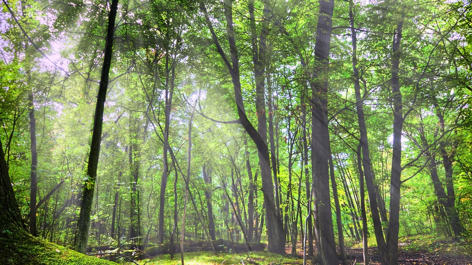 Sunlight streams through the leaves of tall trees in a dense, green forest.
