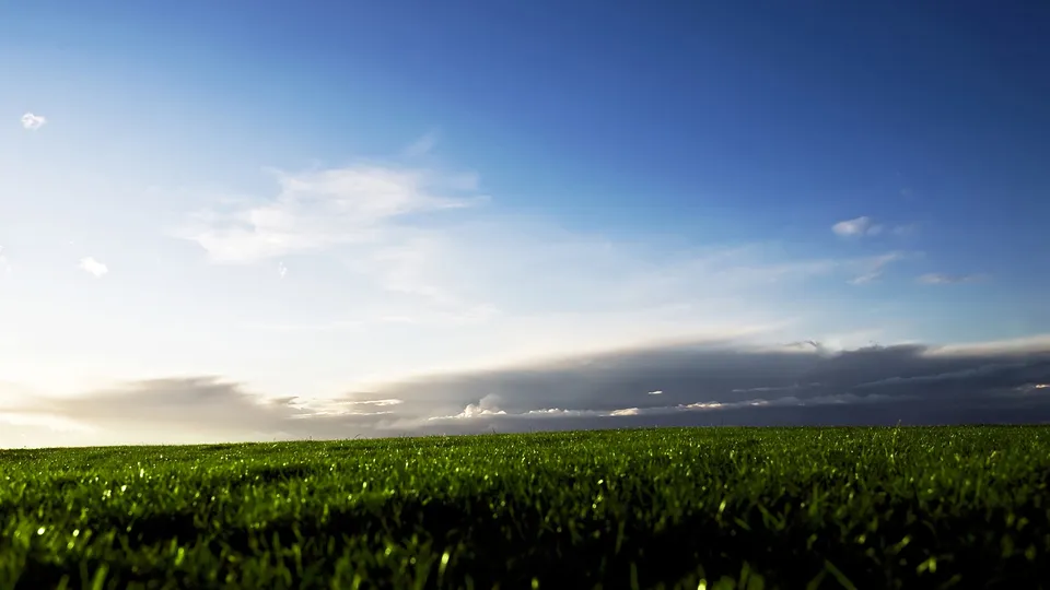 A close-up of a vibrant green field with blades of grass catching the light under a dramatic sky.