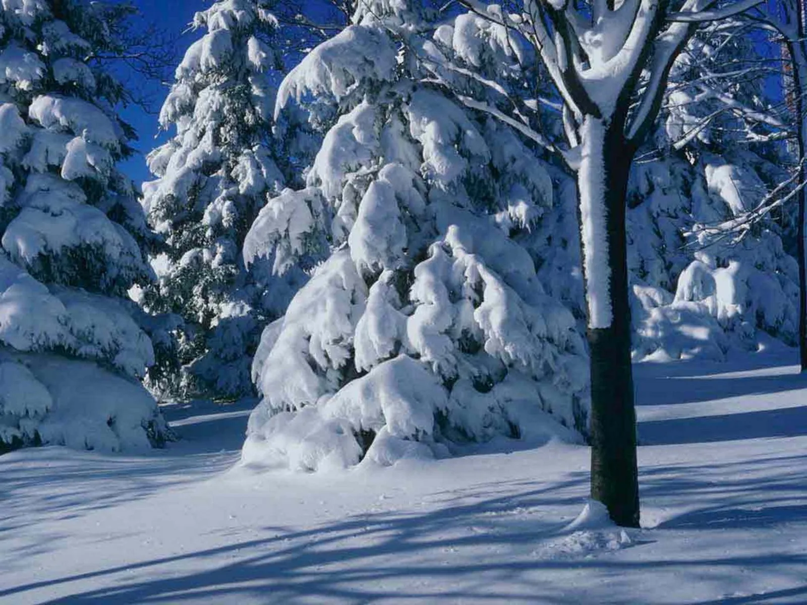 Snow-covered evergreen trees in a forest with bright sunlight and long shadows on the ground.
