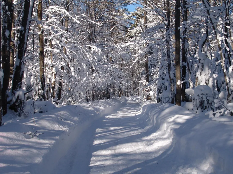 A snowy forest path with deep shadows cast by sunlight filtering through trees.