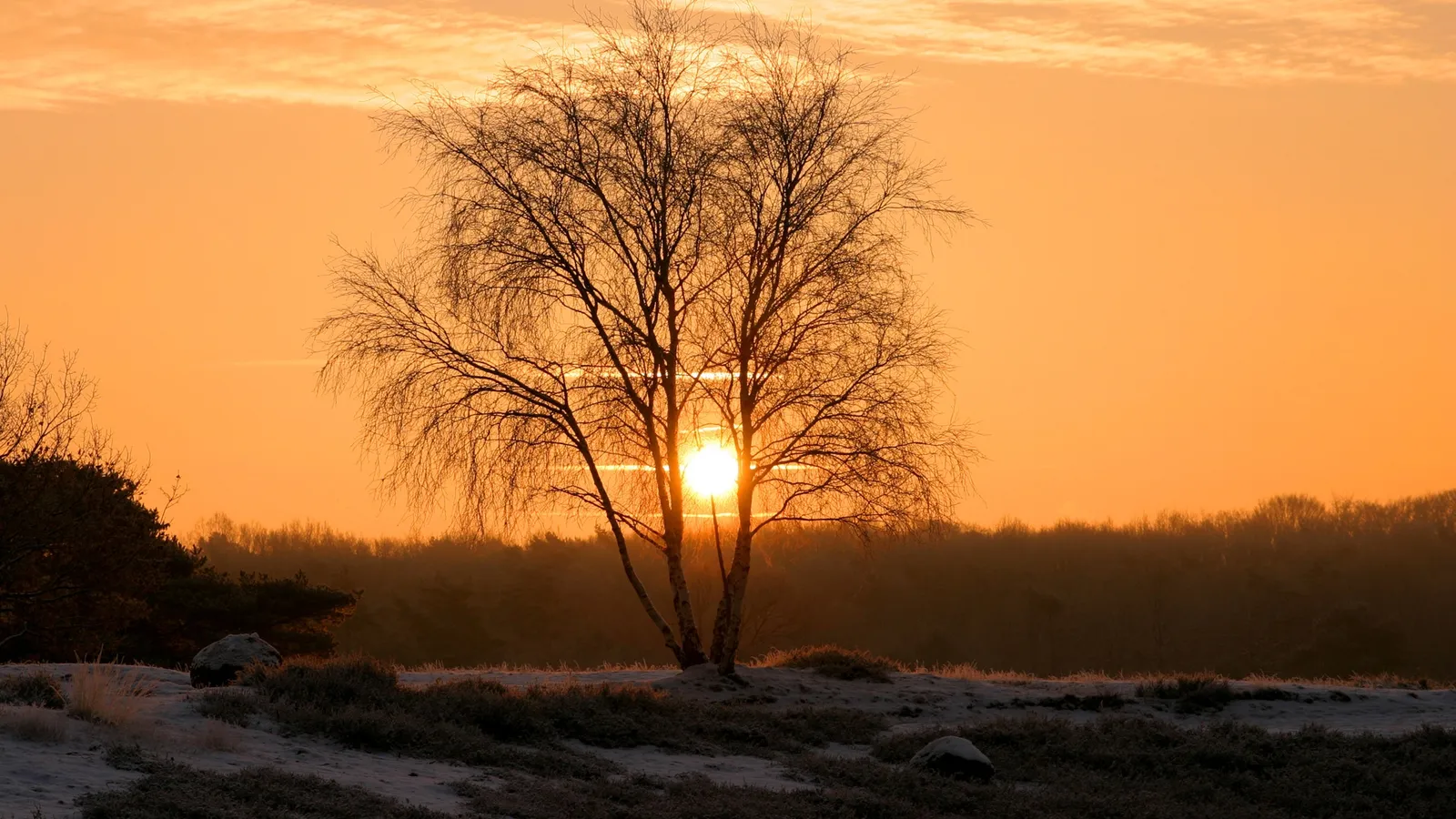 A bare tree stands silhouetted against a vibrant orange sunrise sky, with frosty ground in the foreground.
