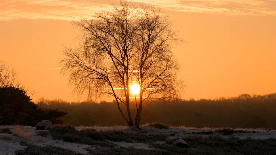 A bare tree stands silhouetted against a vibrant orange sunrise sky, with frosty ground in the foreground.