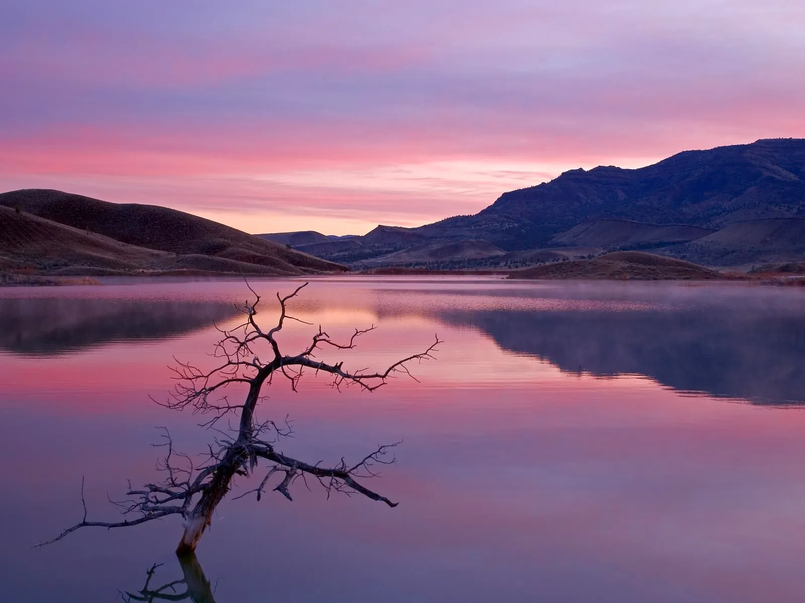 A bare, dead tree emerges from a calm lake reflecting a pink and purple sunrise sky.