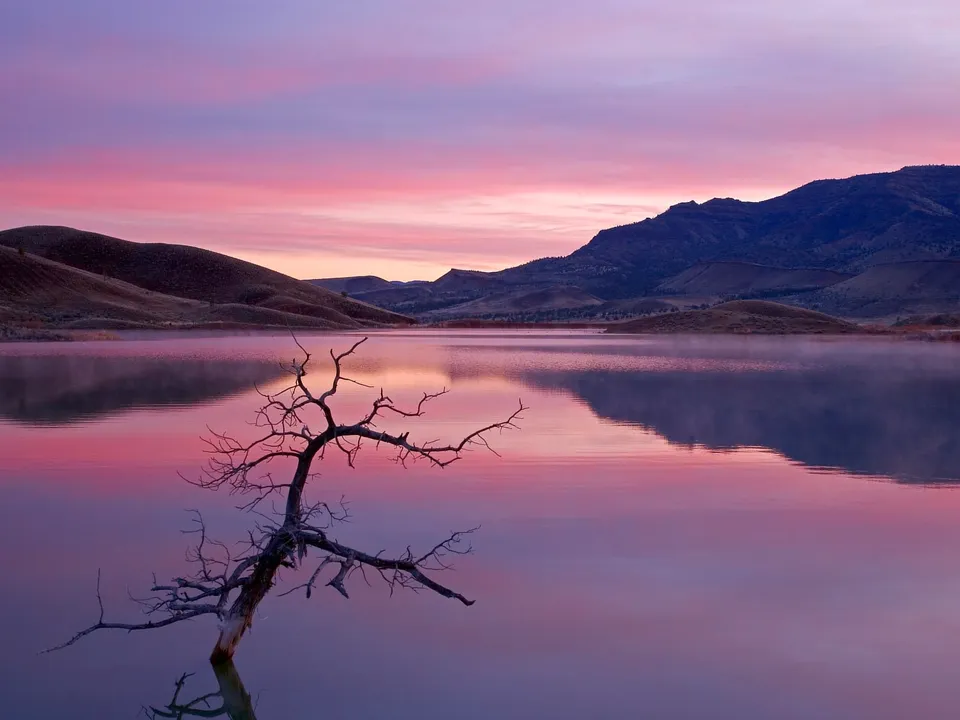 A bare, dead tree emerges from a calm lake reflecting a pink and purple sunrise sky.